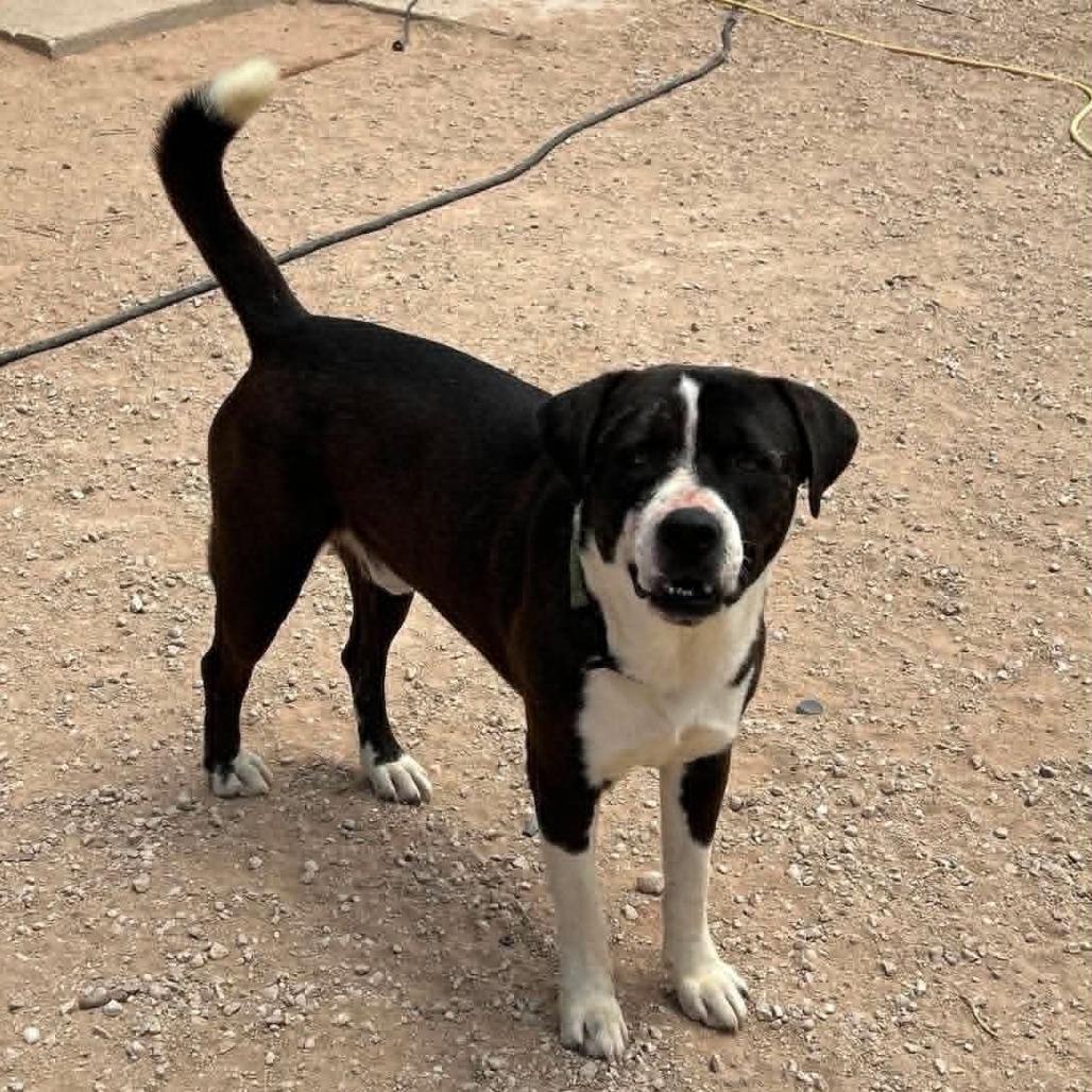 Enlarge Bambino, a Adoptable mixed breed in Odessa, TX image 1/5