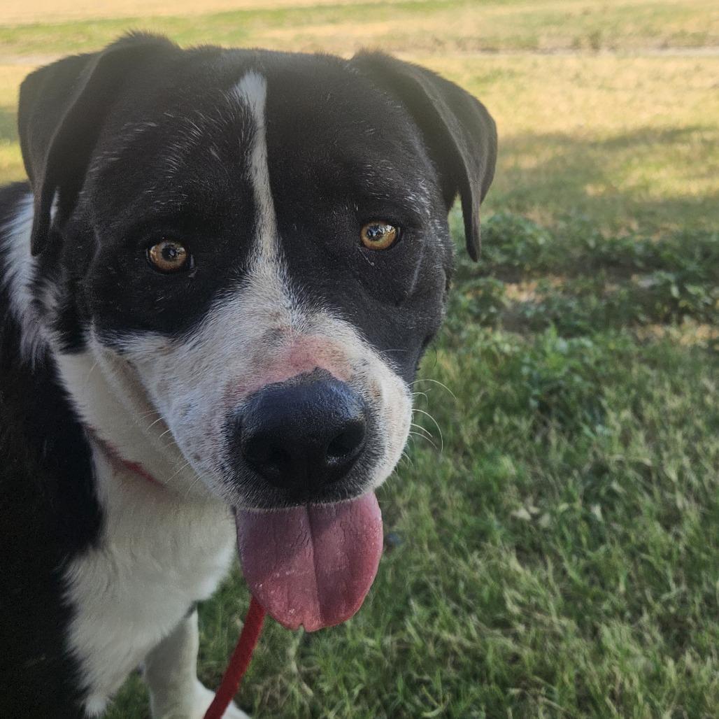 Enlarge Bambino, a Adoptable mixed breed in Odessa, TX image 2/5