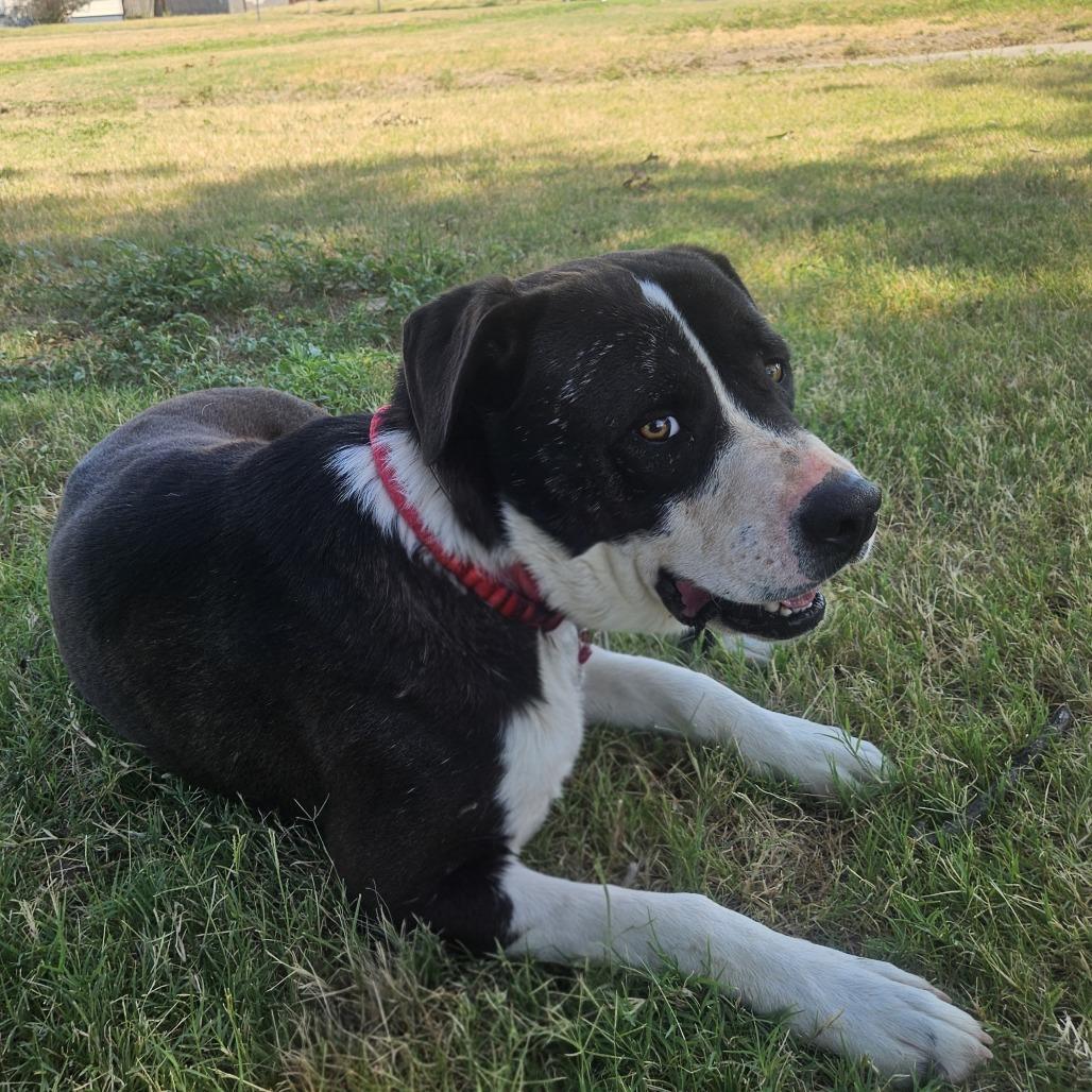 Enlarge Bambino, a Adoptable mixed breed in Odessa, TX image 3/5