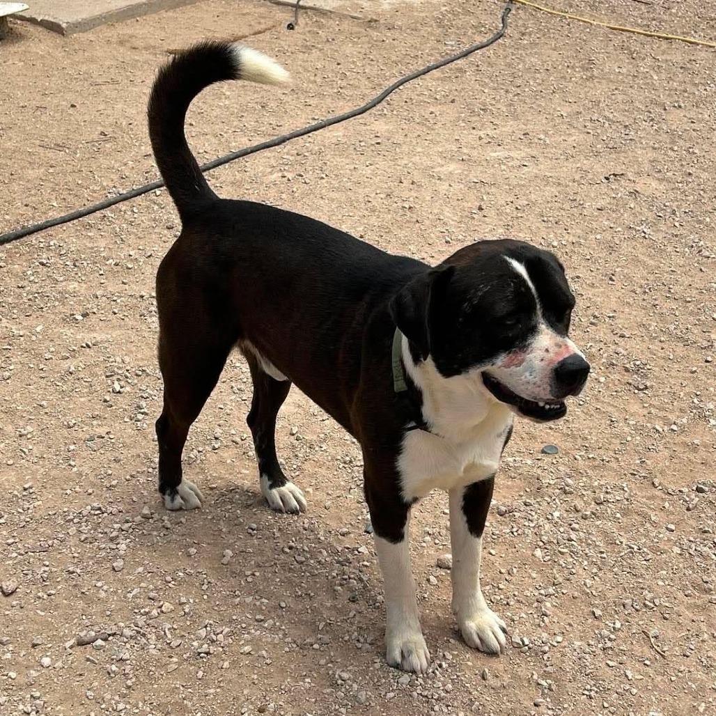 Enlarge Bambino, a Adoptable mixed breed in Odessa, TX image 4/5