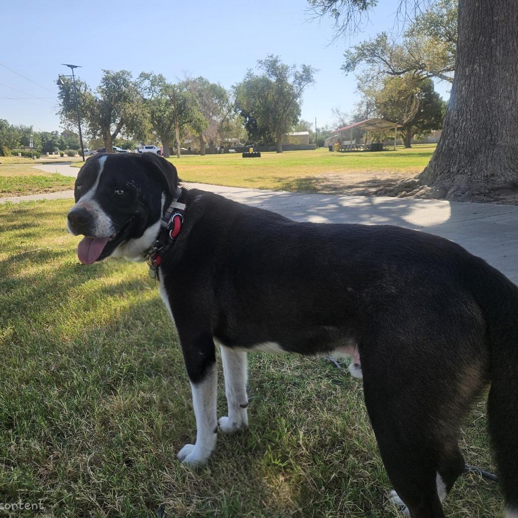 Enlarge Bambino, a Adoptable mixed breed in Odessa, TX image 5/5