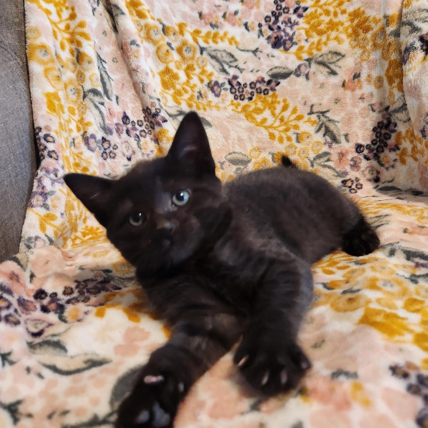 Eloise, adopted, Kitten Female Domestic Short Hair.