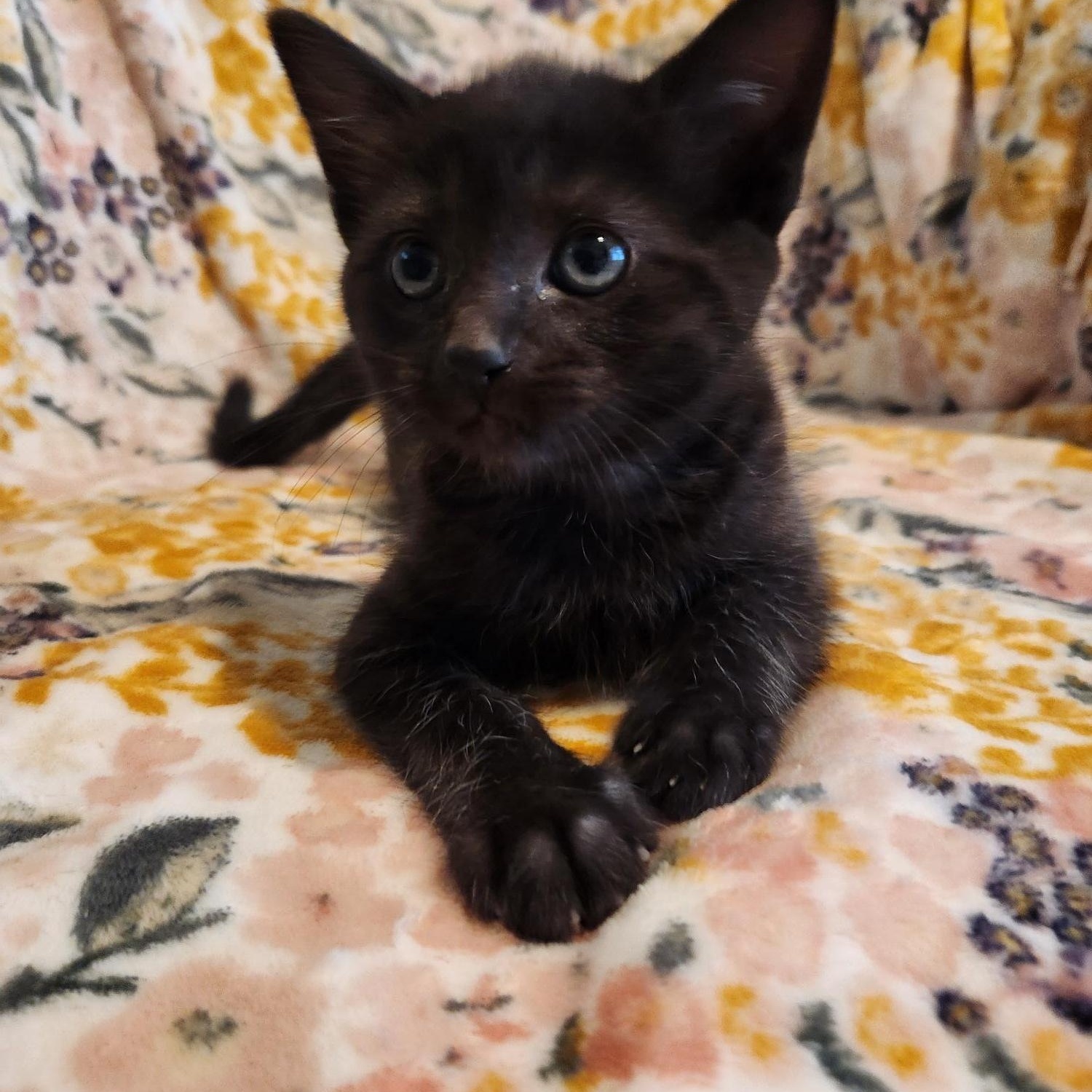 Enlarge Eloise, an adopted Domestic Short Hair in Racine, WI image 3/6