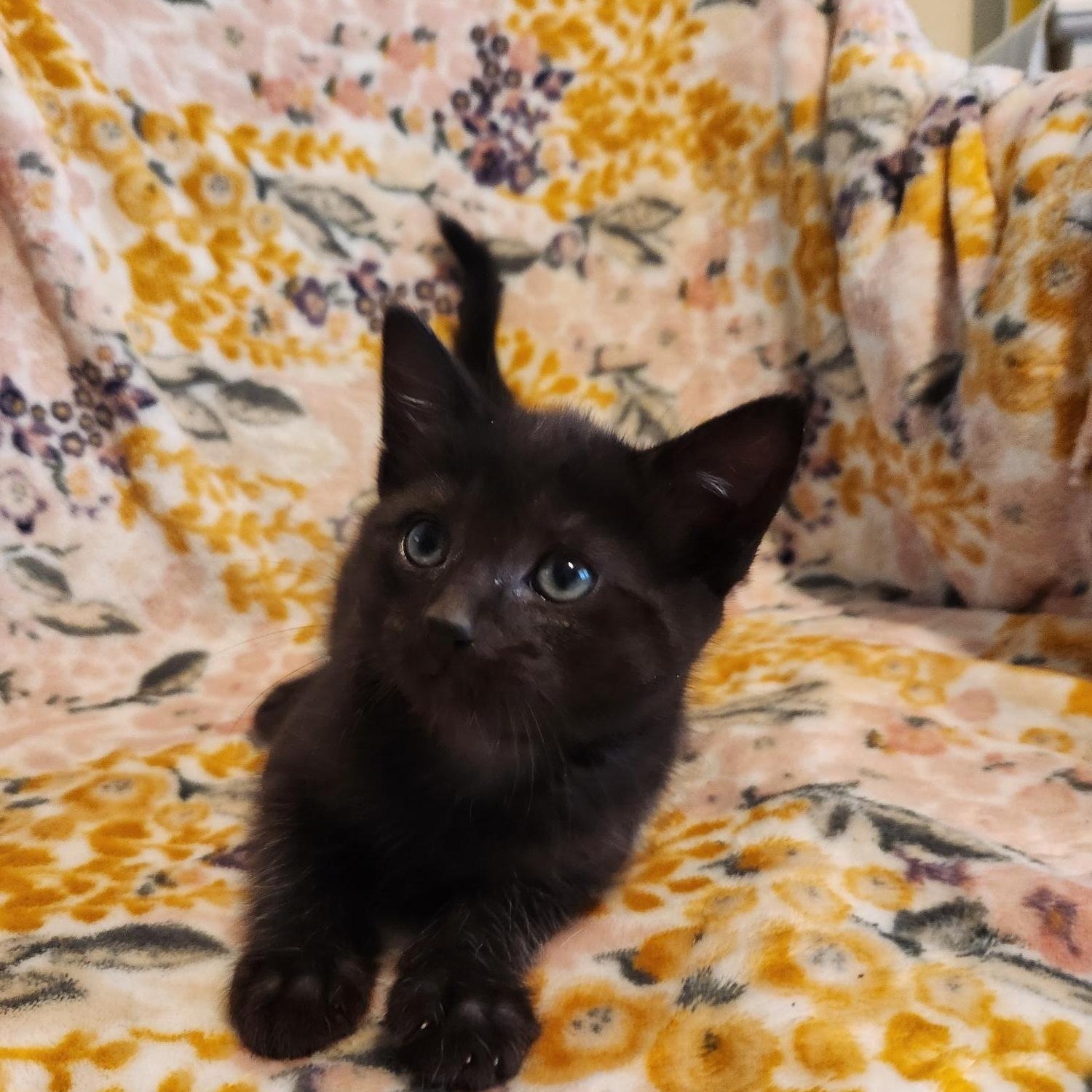 Enlarge Eloise, an adopted Domestic Short Hair in Racine, WI image 5/6