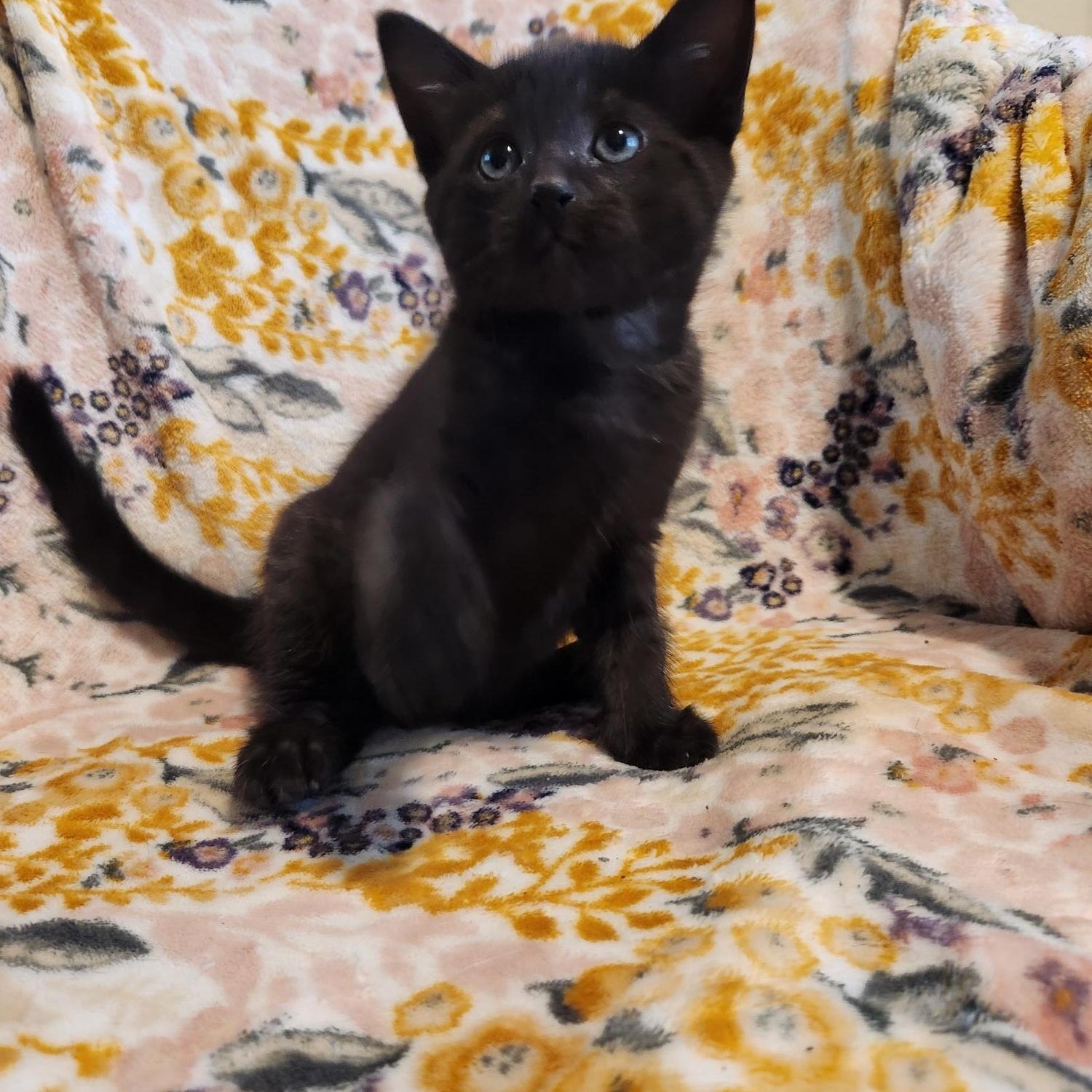 Enlarge Eloise, an adopted Domestic Short Hair in Racine, WI image 4/6