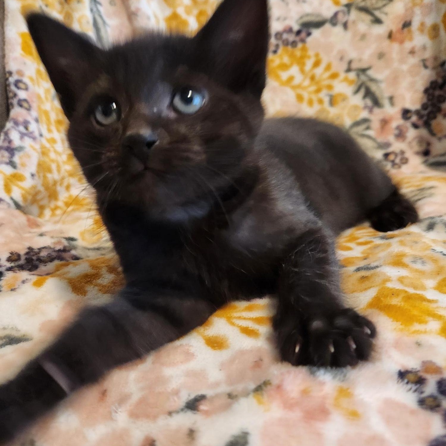 Enlarge Eloise, an adopted Domestic Short Hair in Racine, WI image 6/6