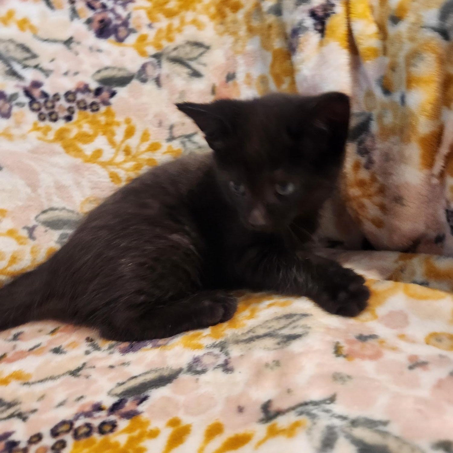 Enlarge Eloise, an adopted Domestic Short Hair in Racine, WI image 2/6