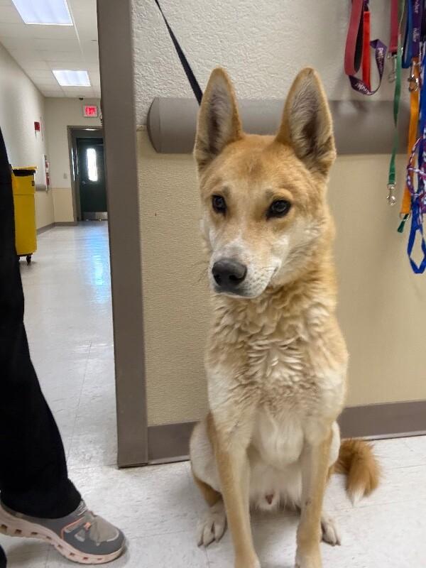 Scooby, a Adoptable Mixed Breed in Hobbs, NM image 2/4