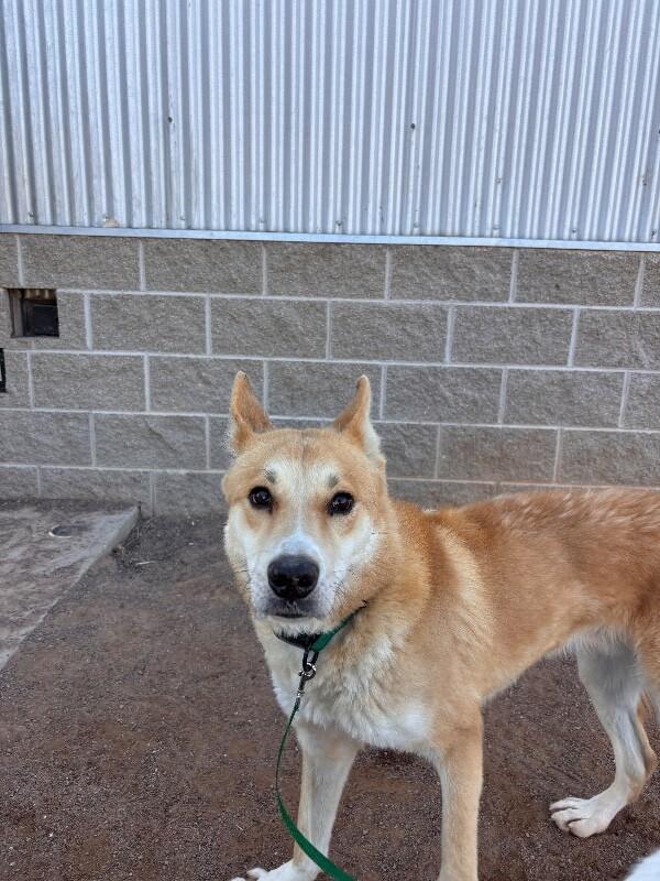 Scooby, Adoptable, Adult Male Mixed Breed.
