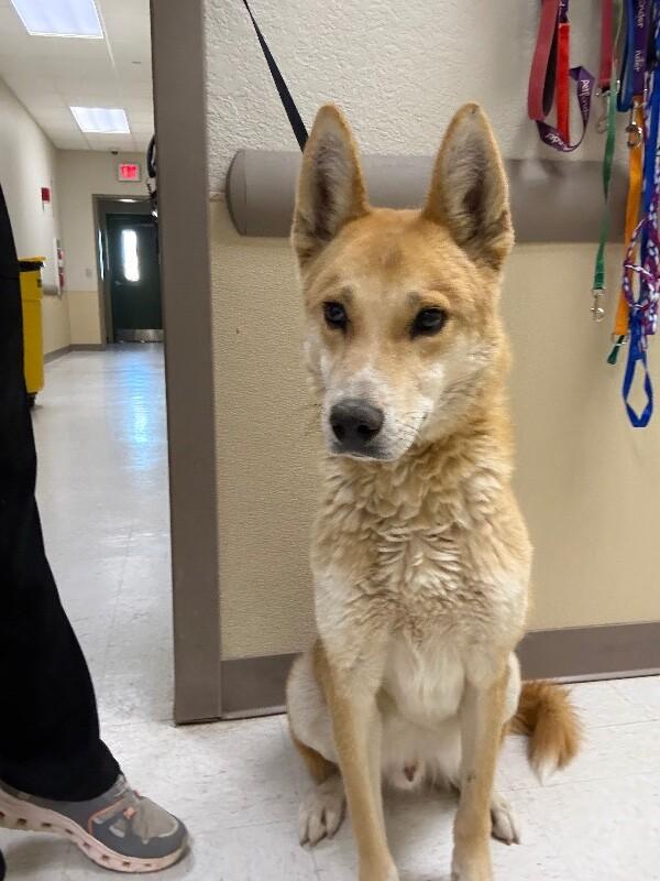 Scooby, a Adoptable Mixed Breed in Hobbs, NM image 3/4