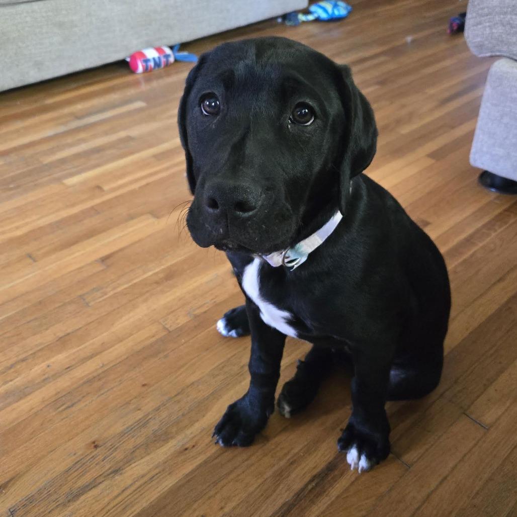 Enlarge Kismet D4338, a Adoptable mixed breed in Princeton, MN image 1/6