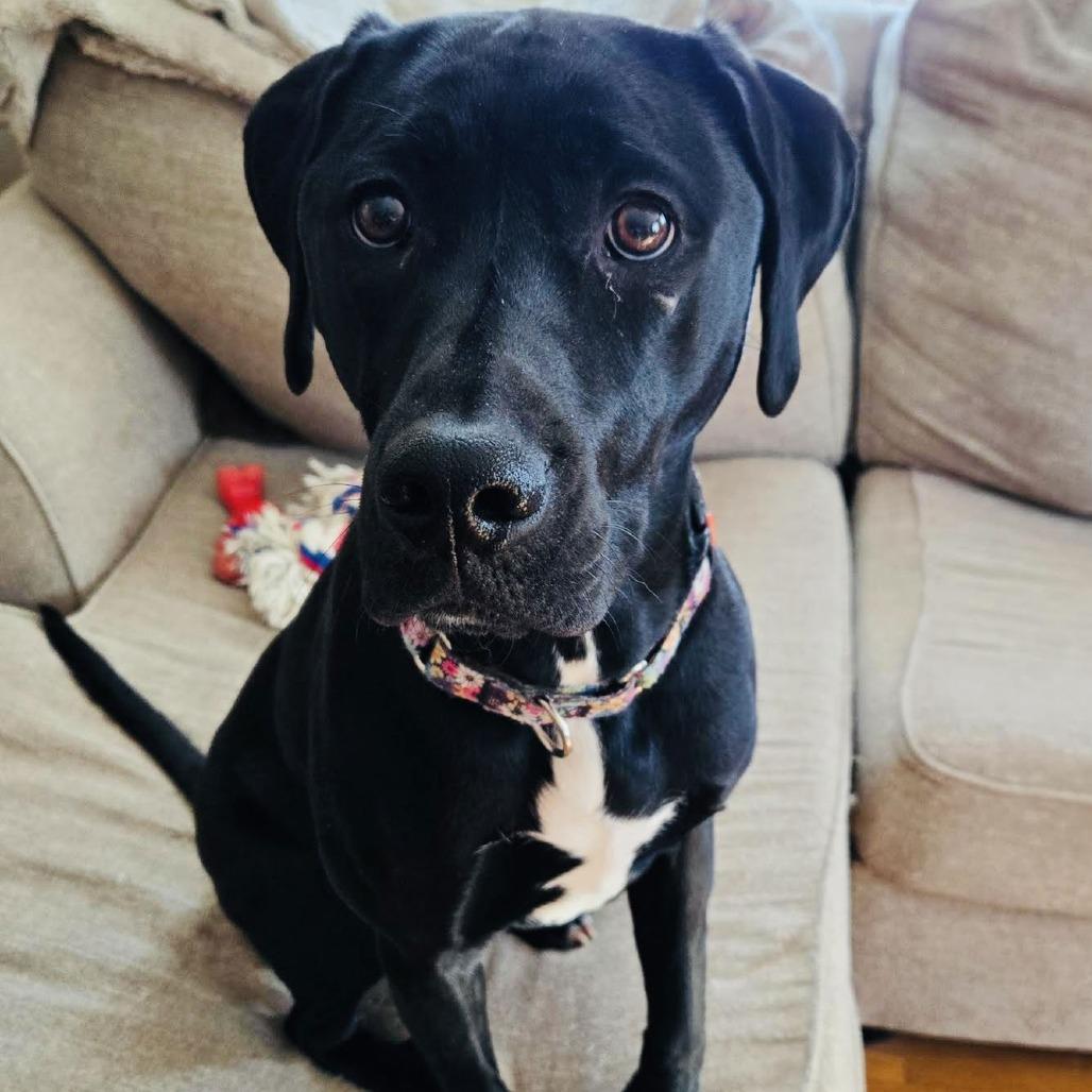 Enlarge Kismet D4338, a Adoptable mixed breed in Princeton, MN image 2/6