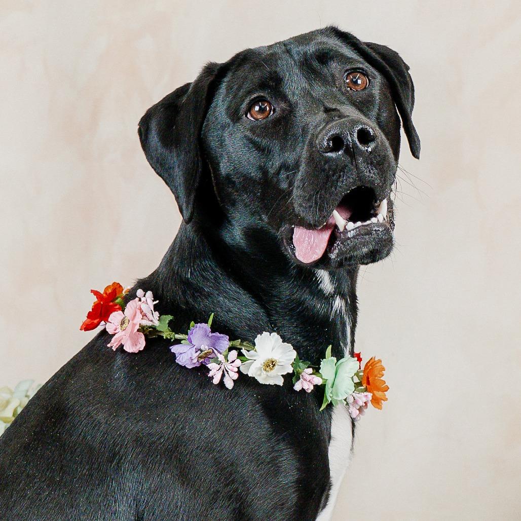 Enlarge Kismet D4338, a Adoptable mixed breed in Princeton, MN image 3/6