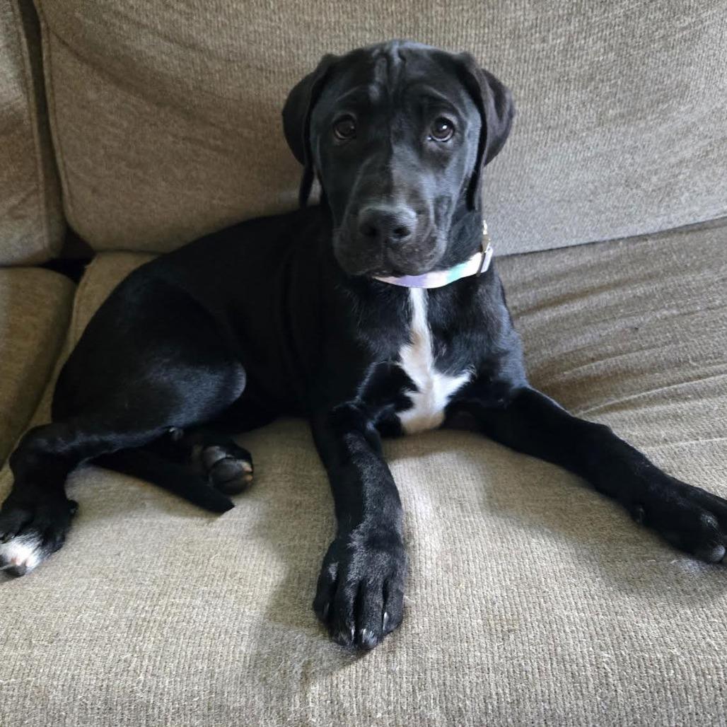 Enlarge Kismet D4338, a Adoptable mixed breed in Princeton, MN image 4/6