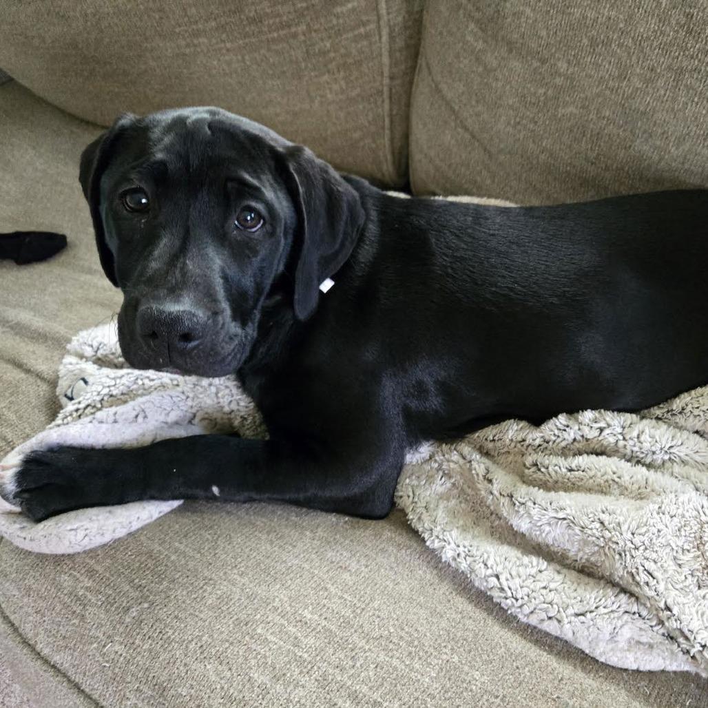 Enlarge Kismet D4338, a Adoptable mixed breed in Princeton, MN image 5/6