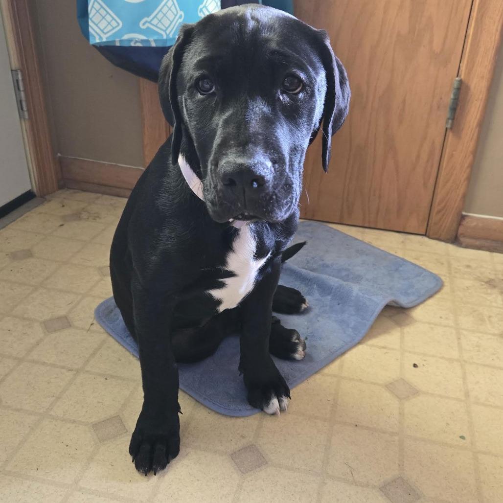 Enlarge Kismet D4338, a Adoptable mixed breed in Princeton, MN image 6/6