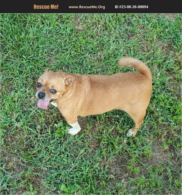 Precious, Adopted, Adult Female Pug & Chihuahua.