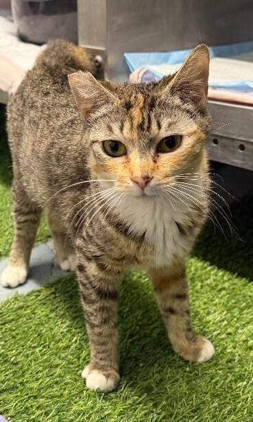 Enlarge TIGGER, a Adoptable mixed breed in Stockton, CA image 1/1