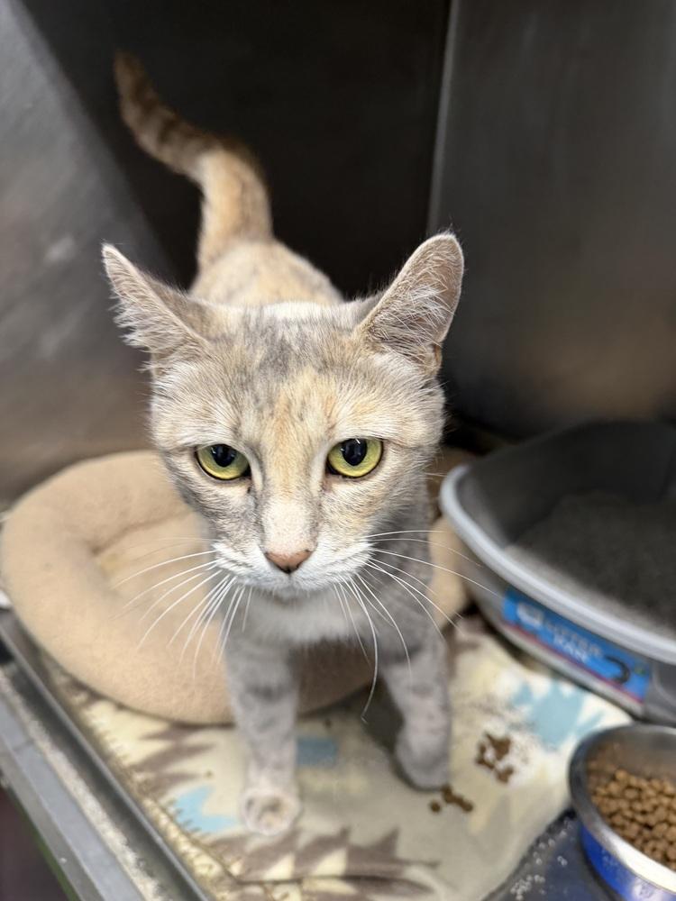 TIGGER, Adoptable, Adult Female Domestic Short Hair.