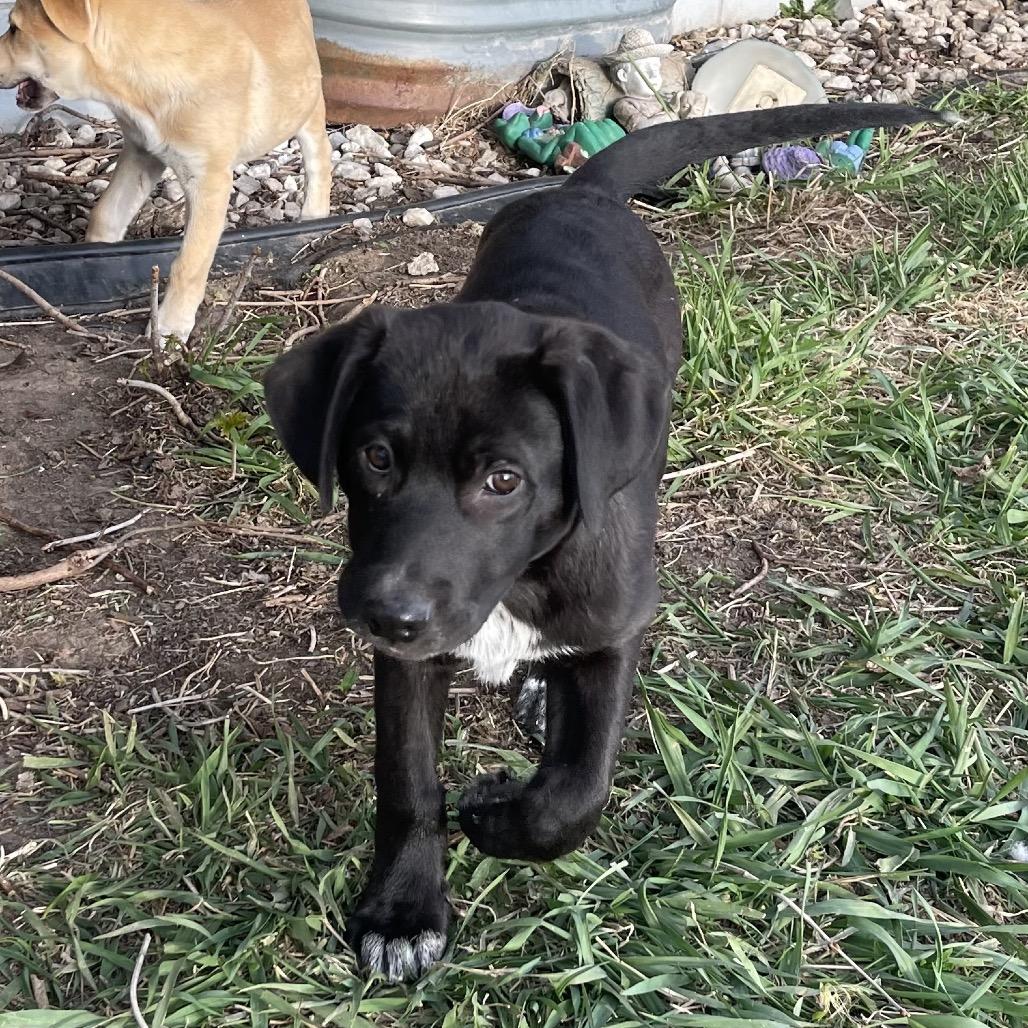 Jesse James, a Adoptable mixed breed in Crystal, MN image 1/5