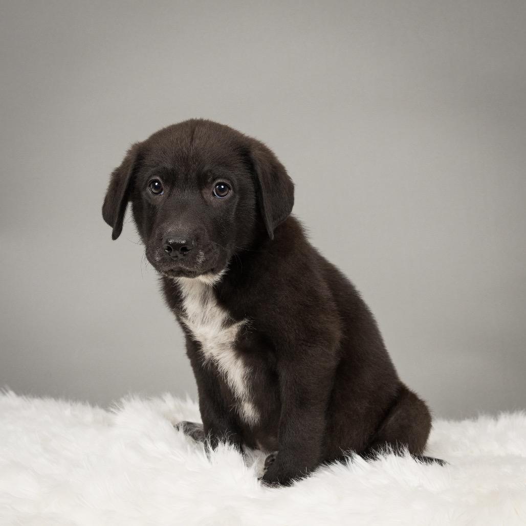 Jesse James, a Adoptable mixed breed in Crystal, MN image 2/5