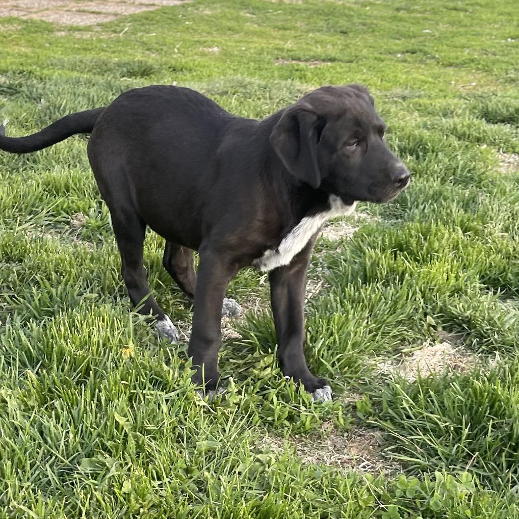 Jesse James, a Adoptable mixed breed in Crystal, MN image 3/5