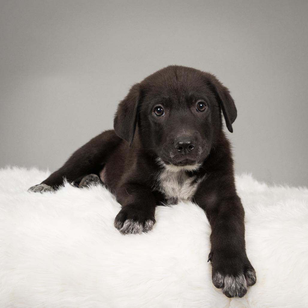 Jesse James, a Adoptable mixed breed in Crystal, MN image 4/5