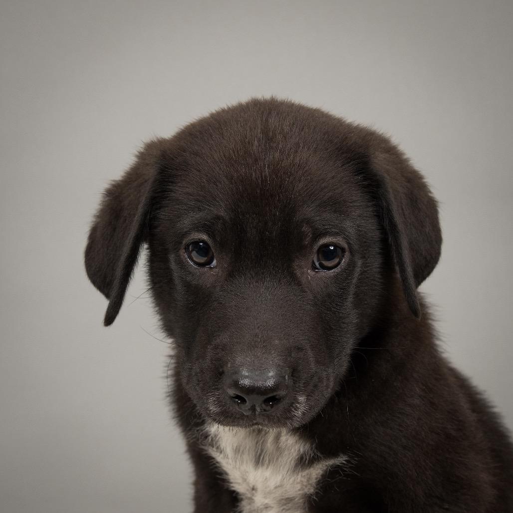Jesse James, a Adoptable mixed breed in Crystal, MN image 5/5