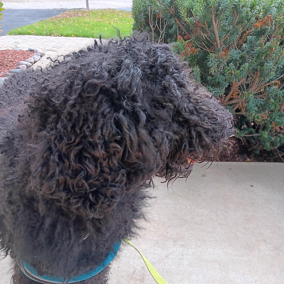 Harley, a Adopted Standard Poodle in Bartlett, IL image 1/6