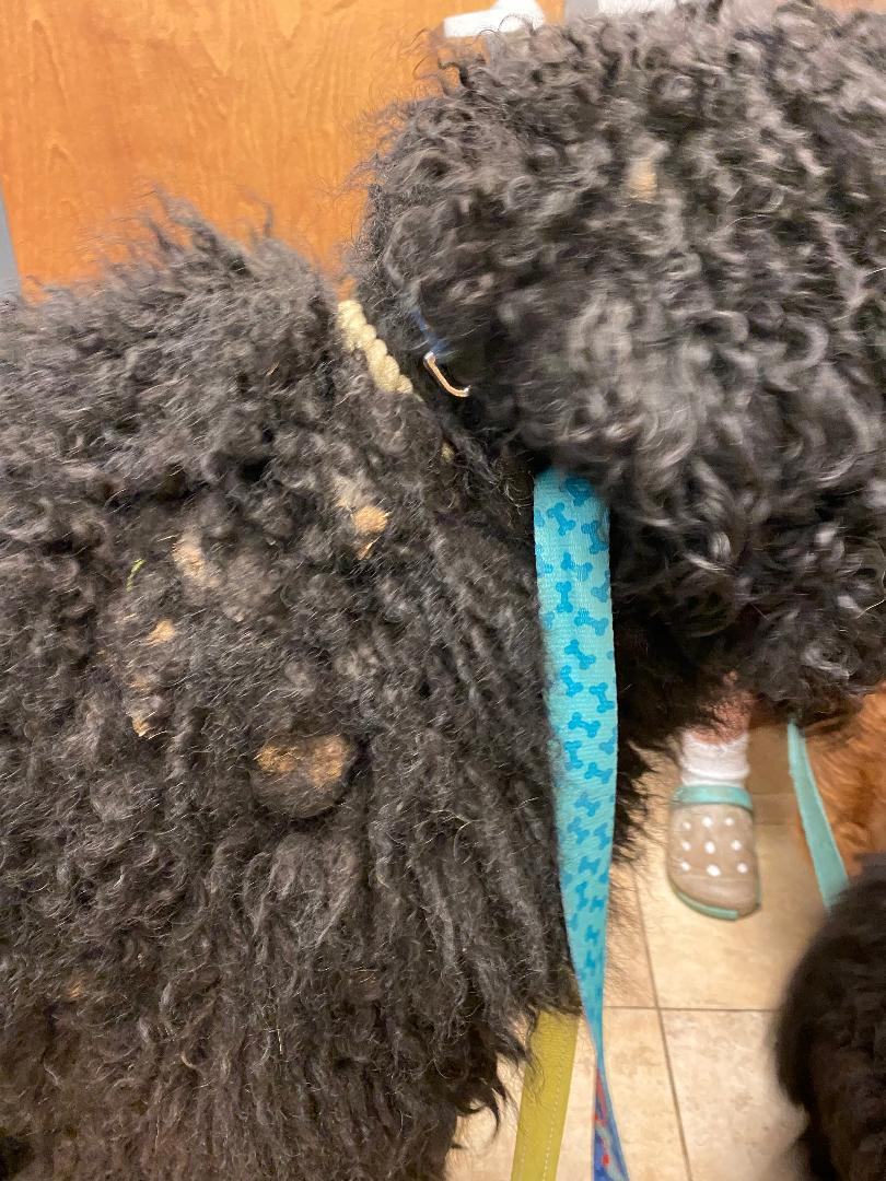 Harley, a Adopted Standard Poodle in Bartlett, IL image 2/6