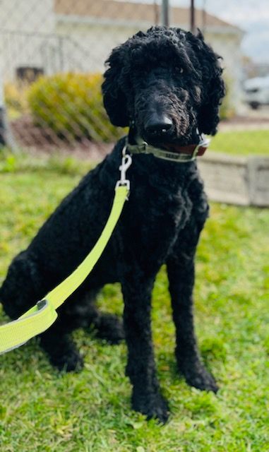 Harley, Adopted, Adult Male Standard Poodle.