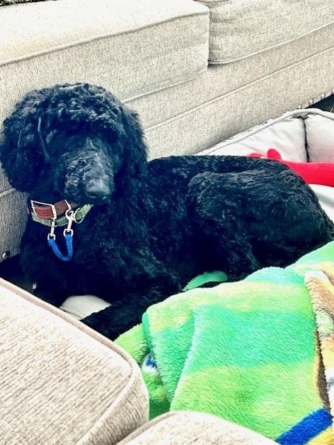 Harley, a Adopted Standard Poodle in Bartlett, IL image 4/6