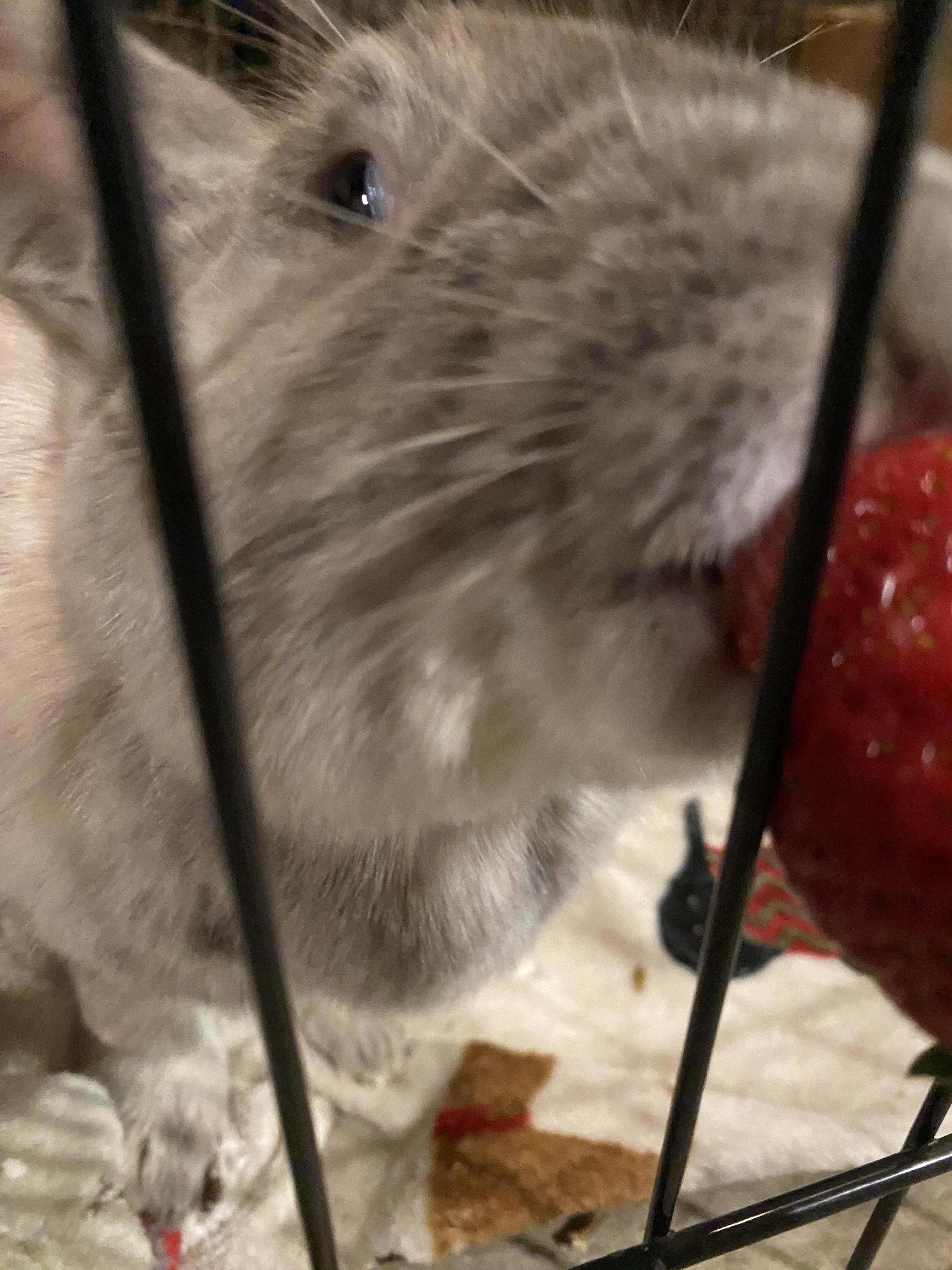 Dee, Adopted, Adult Female Chinchilla.