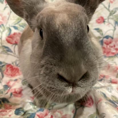 Enlarge Dee, a Adopted mixed breed in Westbrook, ME image 2/3