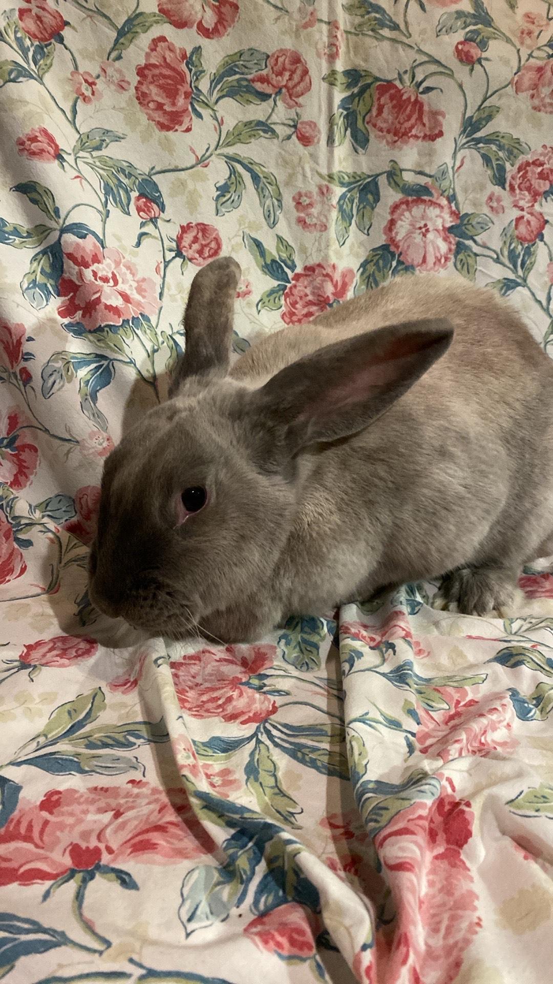 Enlarge Dee, a Adopted mixed breed in Westbrook, ME image 3/3