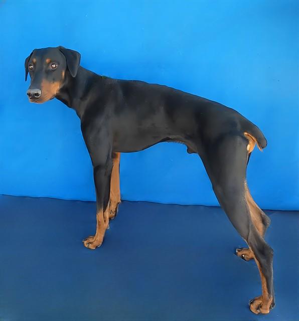 Enlarge DAPPER, a Adoptable Doberman Pinscher in Baldwin Park, CA image 1/1