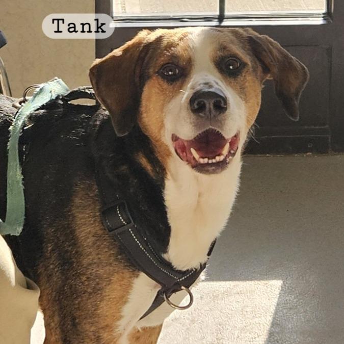 Enlarge Tank, a Adoptable mixed breed in Ballston Spa, NY image 1/1