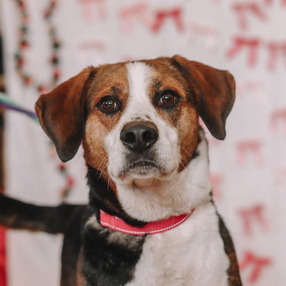 Tank, a Adoptable mixed breed in Ballston Spa, NY image 2/4