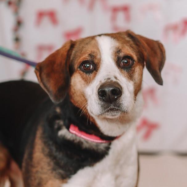 Tank, a Adoptable mixed breed in Ballston Spa, NY image 3/4