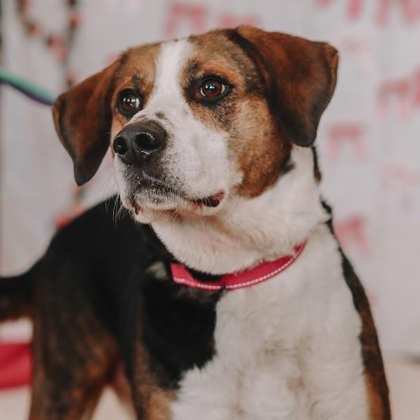 Tank, a Adoptable mixed breed in Ballston Spa, NY image 4/4