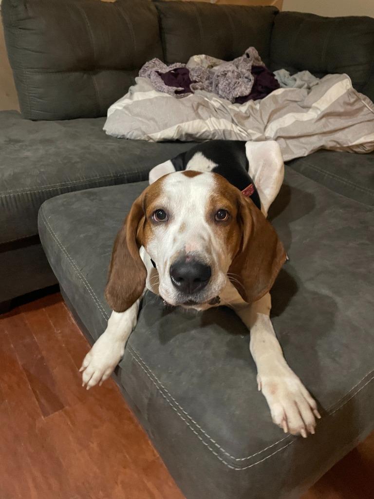 Jax, Adoptable, Adult Male Affenpinscher.