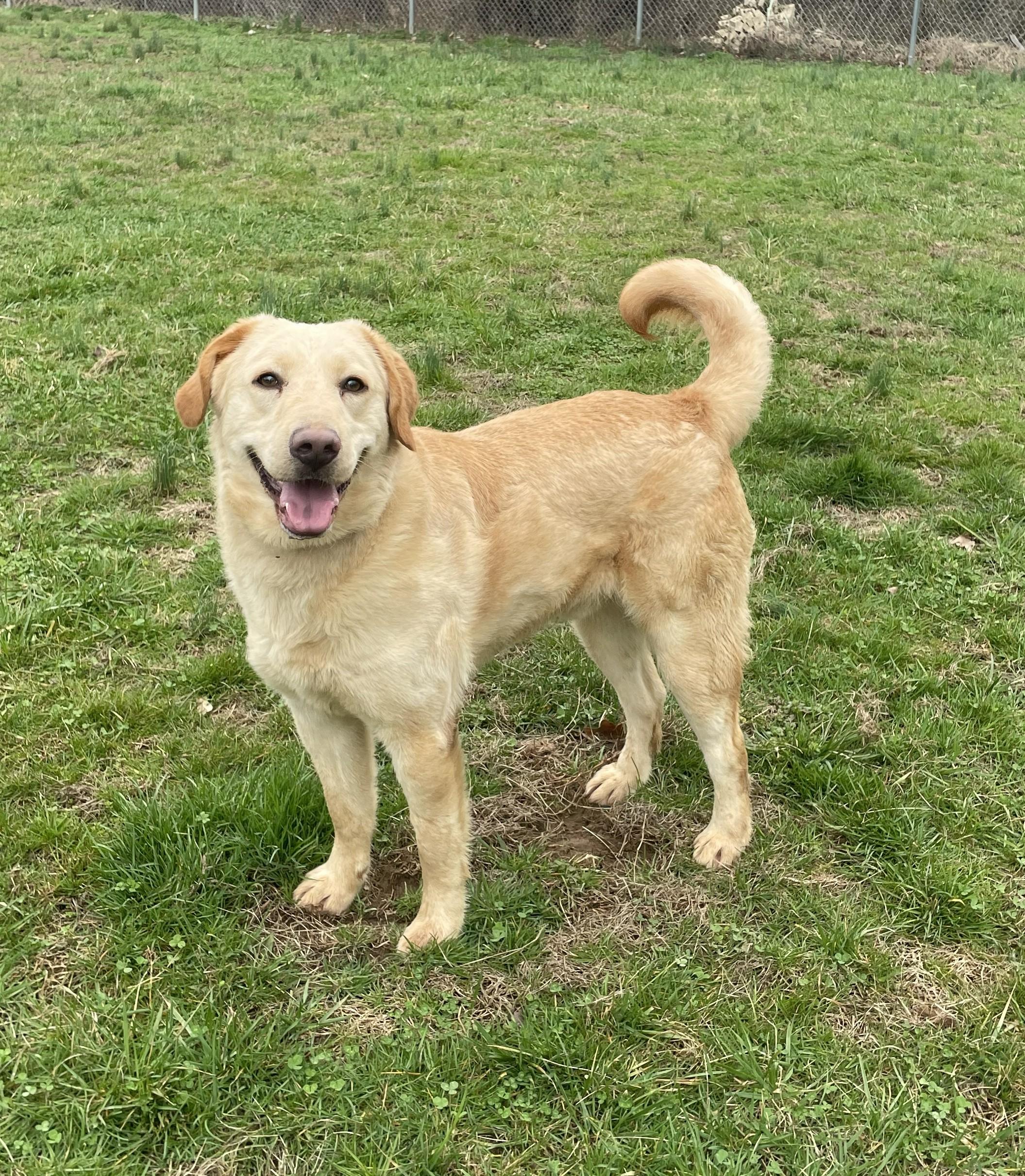 Enlarge Maximus, an adopted mixed breed in Point Pleasant, WV image 1/3