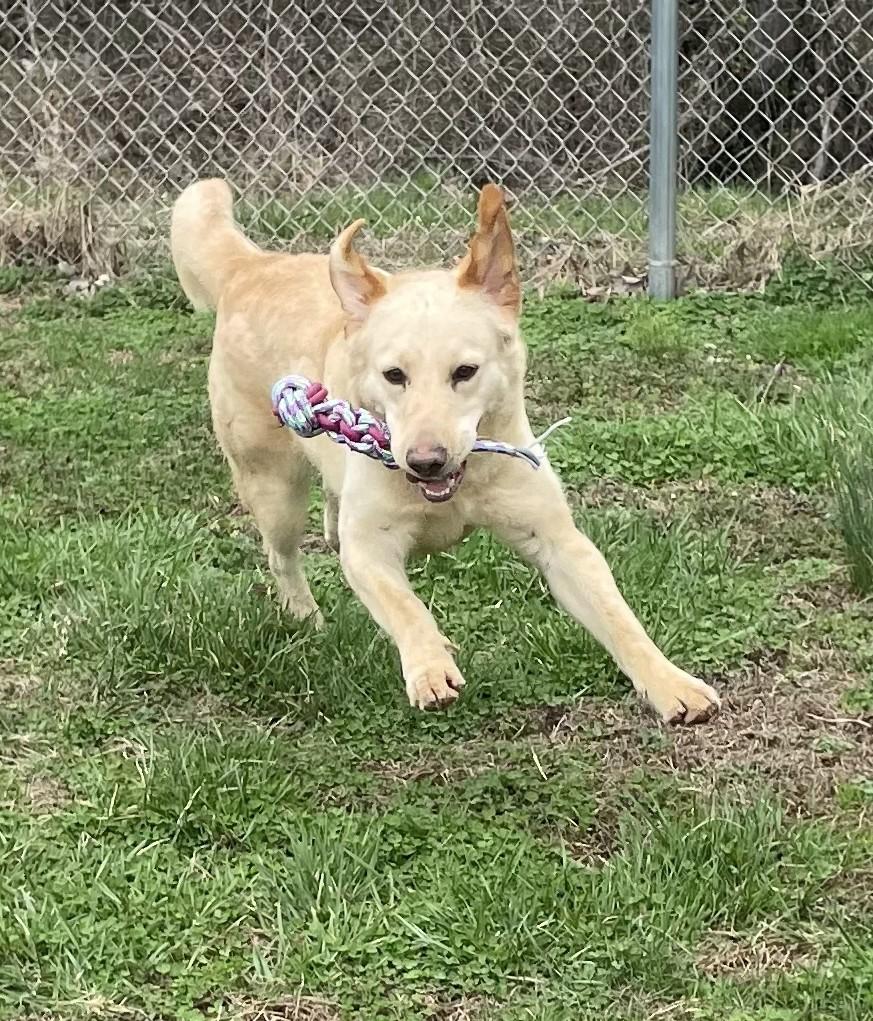 Enlarge Maximus, an adopted mixed breed in Point Pleasant, WV image 3/3