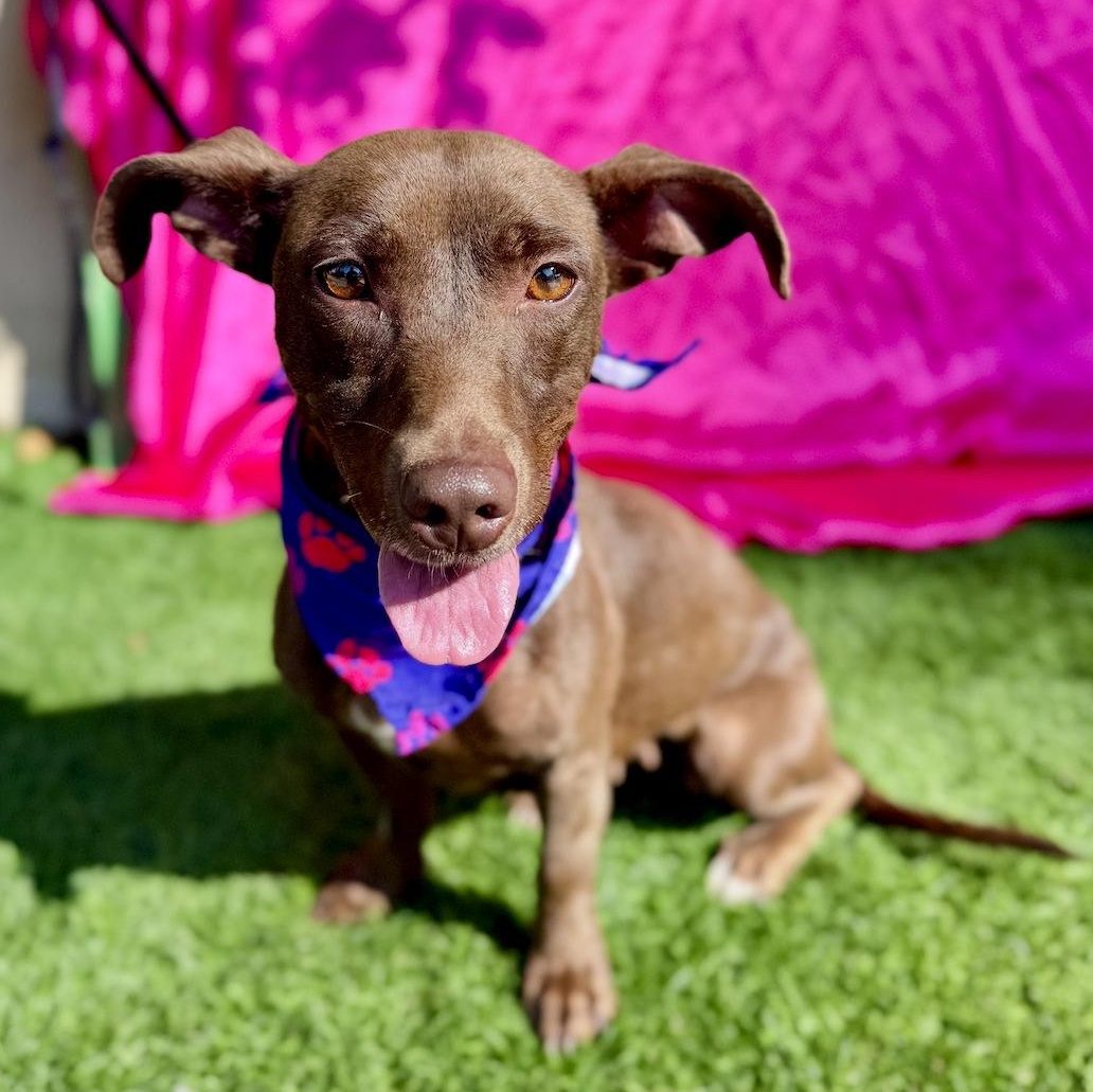 Enlarge DELILAH, a Adoptable mixed breed in Rowland Heights, CA image 4/6