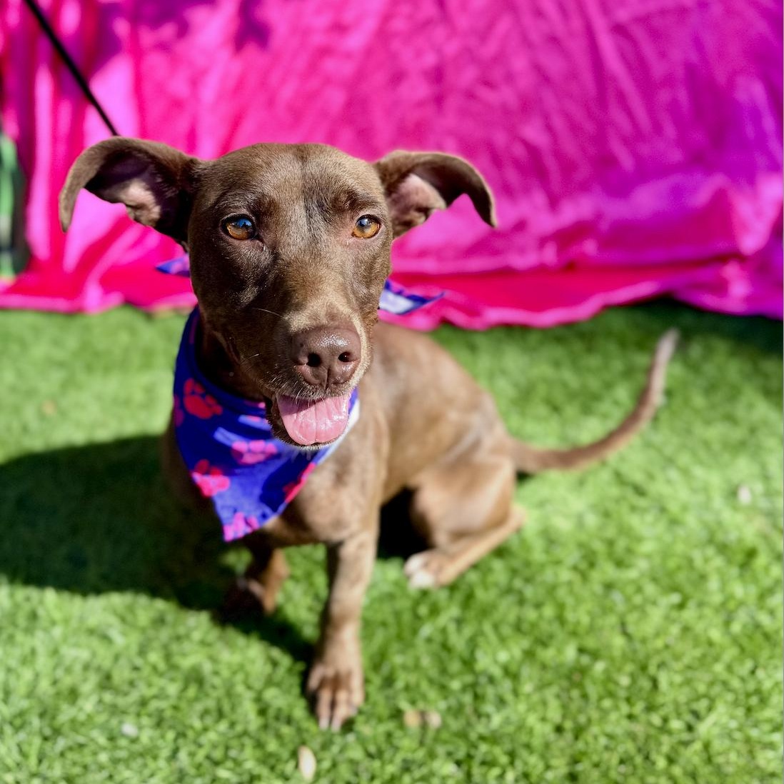 Enlarge DELILAH, a Adoptable mixed breed in Rowland Heights, CA image 5/6