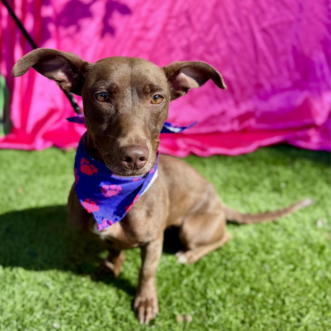 Enlarge DELILAH, a Adoptable mixed breed in Rowland Heights, CA image 6/6