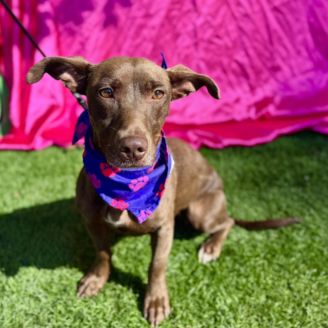 Enlarge DELILAH, a Adoptable mixed breed in Rowland Heights, CA image 3/6