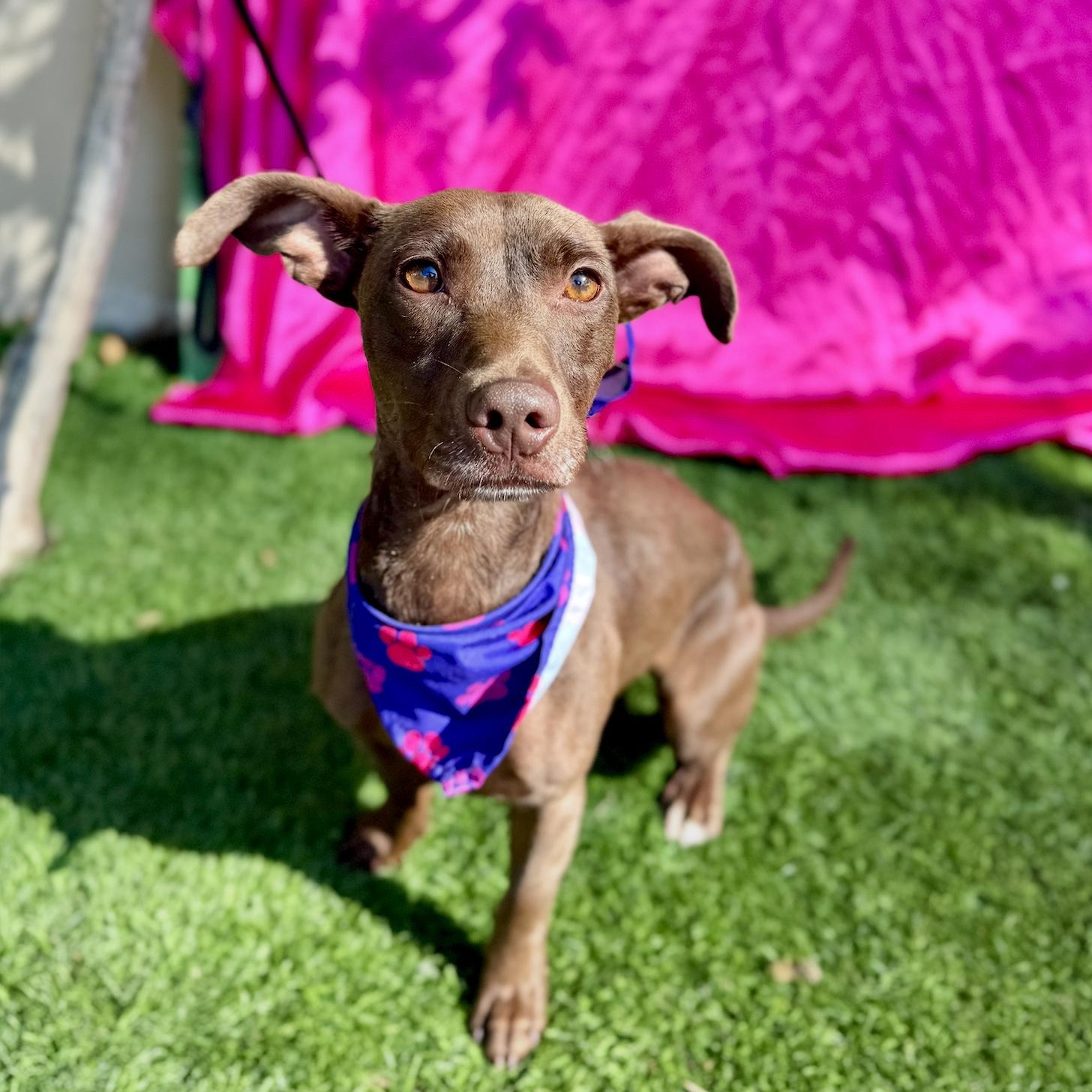 Enlarge DELILAH, a Adoptable mixed breed in Rowland Heights, CA image 2/6