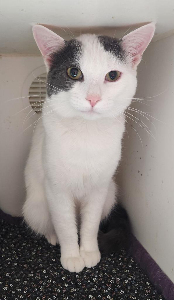 Prince, Adoptable, Young Male Turkish Van.