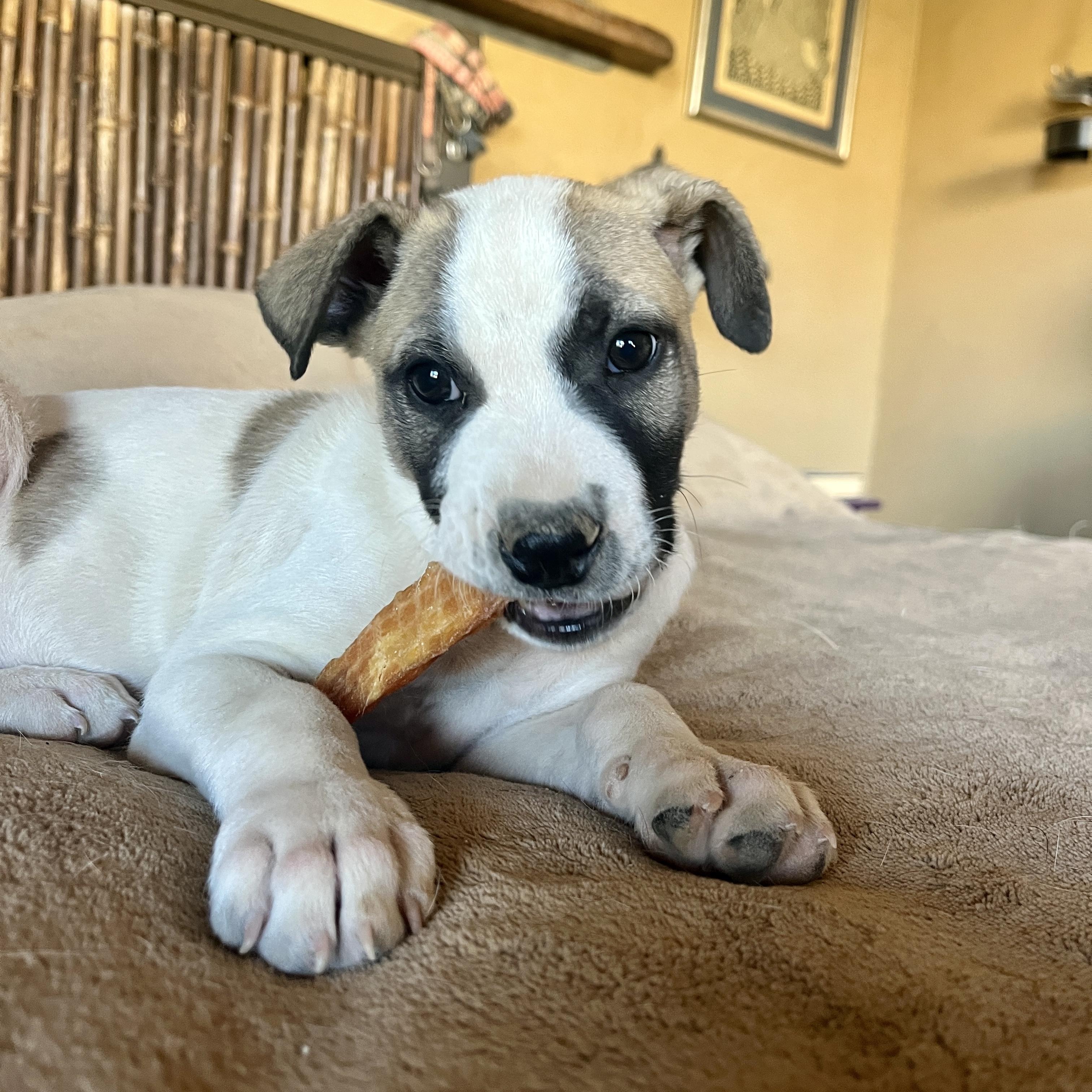 Enlarge Fillmore, a ADOPTABLE mixed breed in Marfa, TX image 4/5